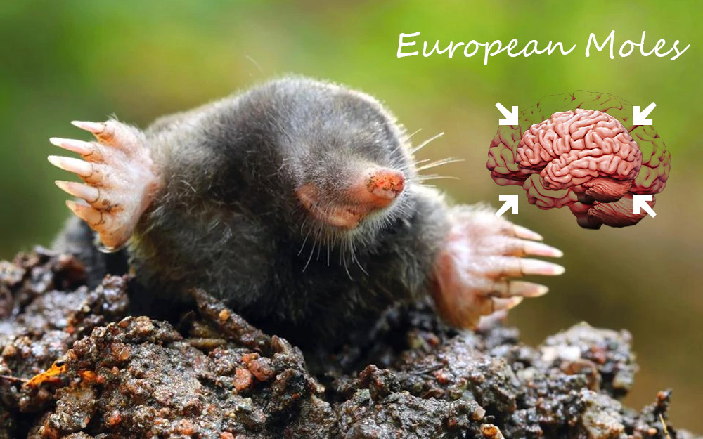 European Moles can shrink brain