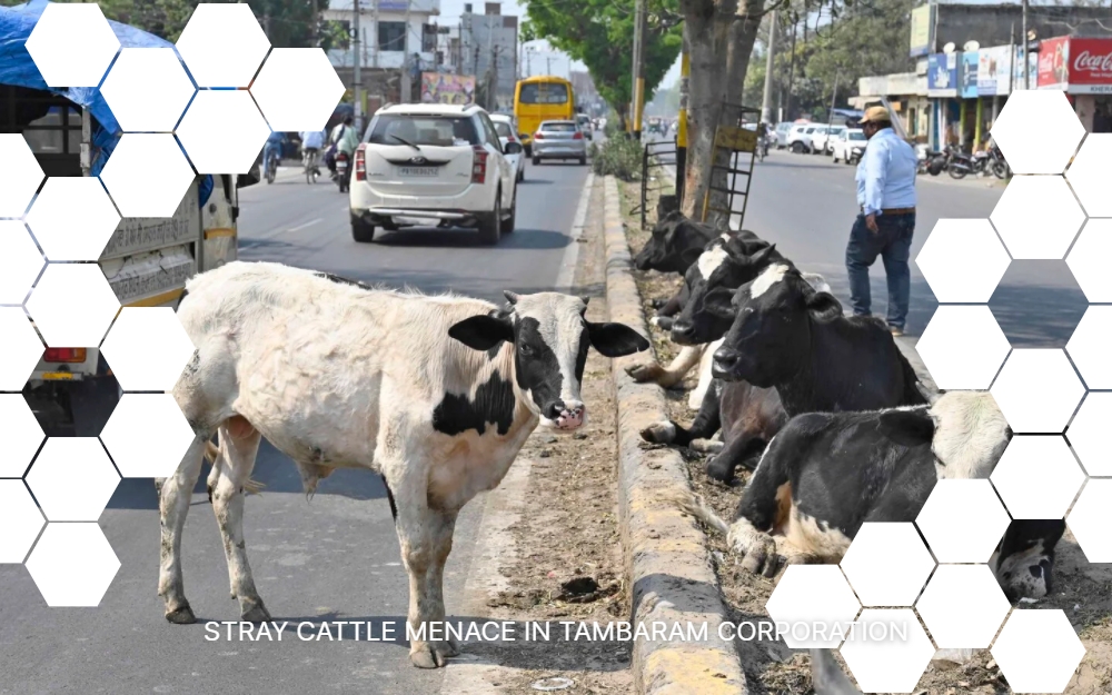 Stray Cattle Menace In Tambaram Corporation - New Facts World